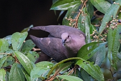 DPPhotography - Costa rica - Short-billed pigeon - E