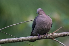 DPPhotography - Costa rica - Short-billed pigeon - F