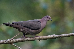 DPPhotography - Costa rica - Short-billed pigeon - G