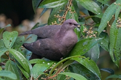DPPhotography - Costa rica - Short-billed pigeon - H