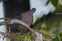 DPPhotography - Costa rica - Short-billed pigeon - J