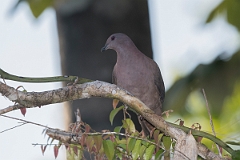 DPPhotography - Costa rica - Short-billed pigeon - K