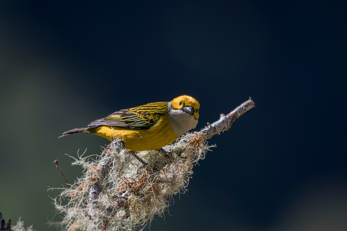 DPPhotography - Costa rica - Silver-throated tanager - A.jpg - Silver-throated tanager - San Gerardo de Dota, Costa Rica