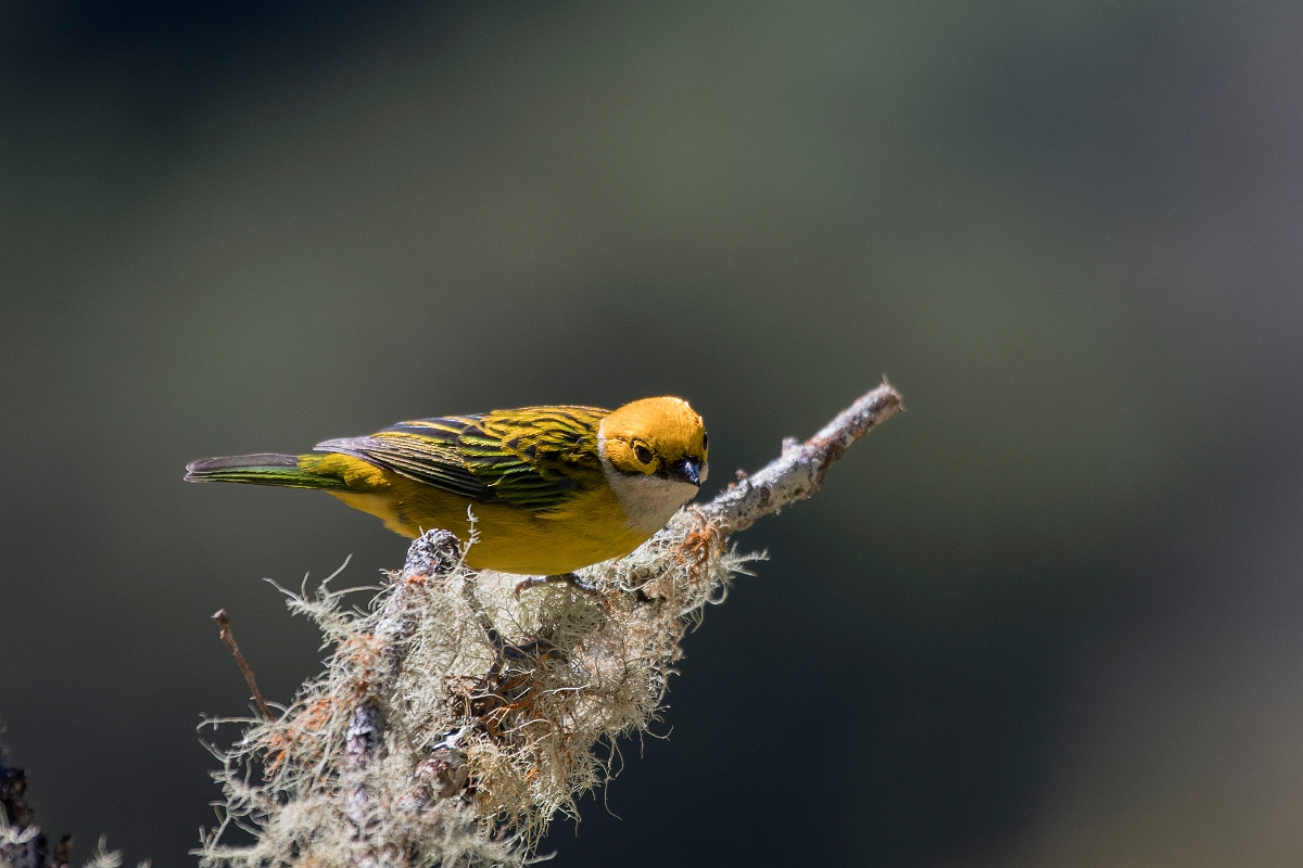 DPPhotography - Costa rica - Silver-throated tanager - C.jpg - Silver-throated tanager - San Gerardo de Dota, Costa Rica
