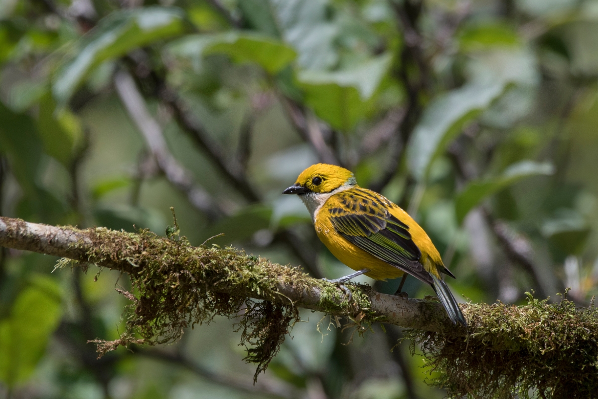 DPPhotography - Costa rica - Silver-throated tanager - D.jpg - Silver-throated tanager - San Gerardo de Dota, Costa Rica