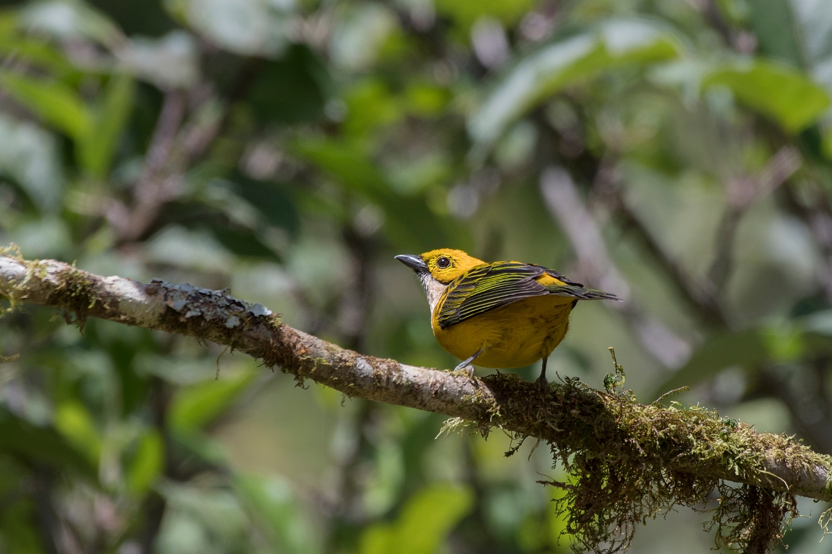 DPPhotography - Costa rica - Silver-throated tanager - E.jpg - Silver-throated tanager - San Gerardo de Dota, Costa Rica