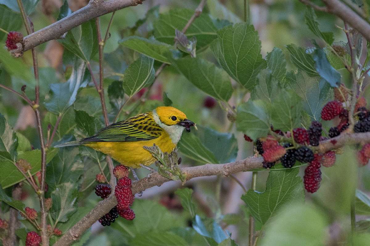 DPPhotography - Costa rica - Silver-throated tanager - F.jpg - Silver-throated tanager - San Gerardo de Dota, Costa Rica