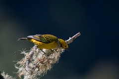 DPPhotography - Costa rica - Silver-throated tanager - B