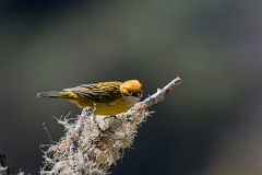DPPhotography - Costa rica - Silver-throated tanager - C
