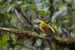 DPPhotography - Costa rica - Silver-throated tanager - D