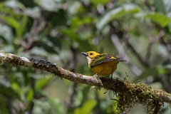DPPhotography - Costa rica - Silver-throated tanager - E