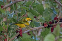 DPPhotography - Costa rica - Silver-throated tanager - F