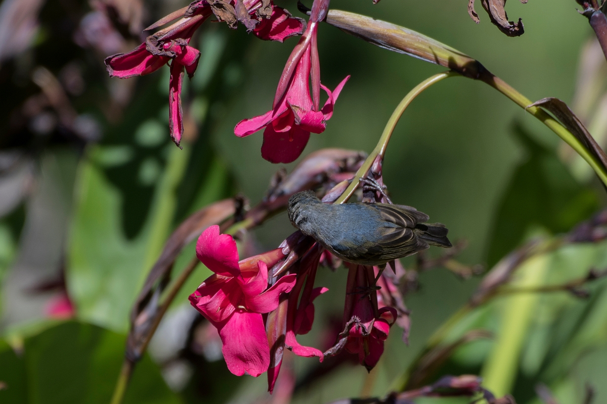 DPPhotography - Costa rica - Slaty flowerpiercer - A.jpg - Slaty flowerpiercer - San Gerardo de Dota, Costa Rica
