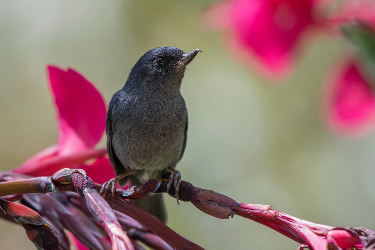 DPPhotography - Costa rica - Slaty flowerpiercer - D.jpg - Slaty flowerpiercer - San Gerardo de Dota, Costa Rica
