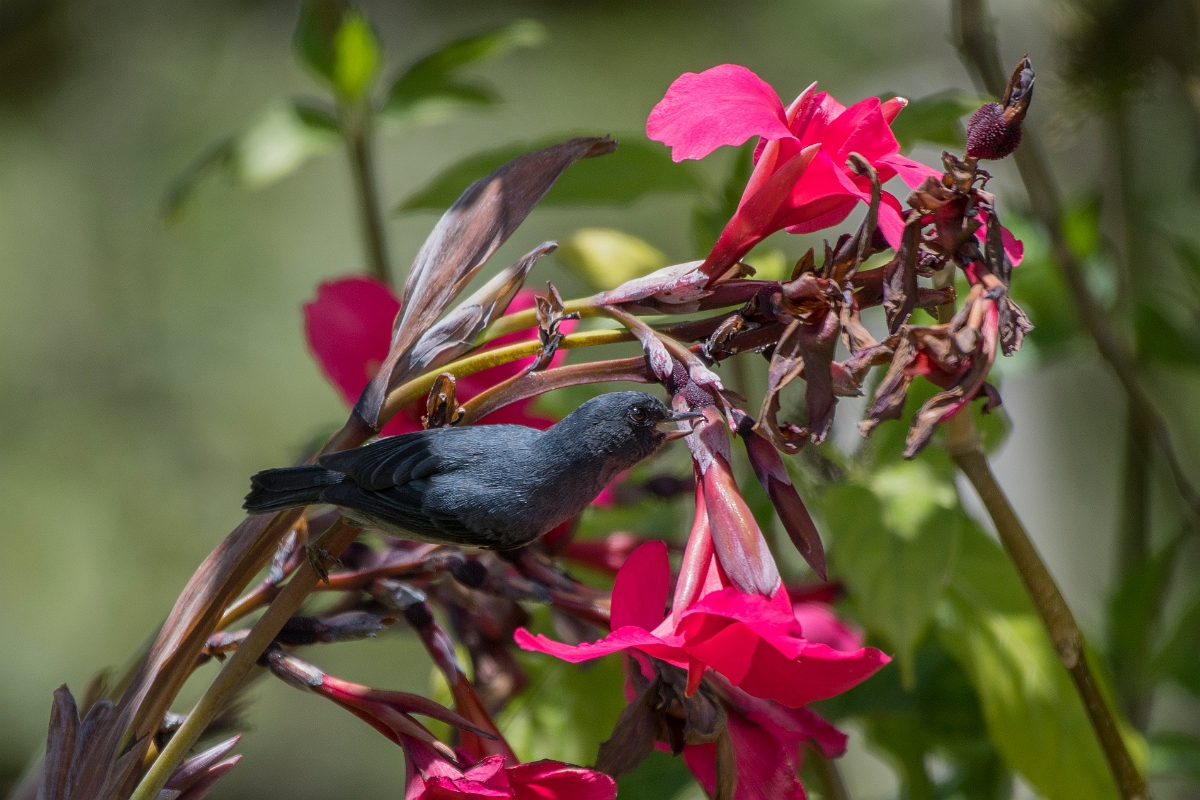 DPPhotography - Costa rica - Slaty flowerpiercer - E.jpg - Slaty flowerpiercer - San Gerardo de Dota, Costa Rica