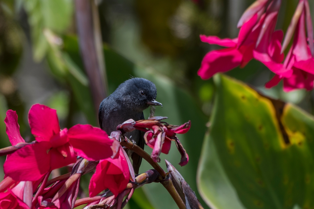 DPPhotography - Costa rica - Slaty flowerpiercer - H.jpg - Slaty flowerpiercer - San Gerardo de Dota, Costa Rica