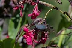 DPPhotography - Costa rica - Slaty flowerpiercer - A