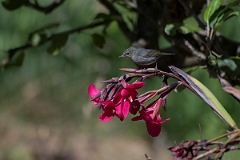 DPPhotography - Costa rica - Slaty flowerpiercer - B