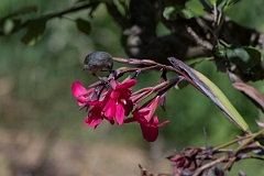 DPPhotography - Costa rica - Slaty flowerpiercer - C