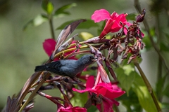 DPPhotography - Costa rica - Slaty flowerpiercer - E