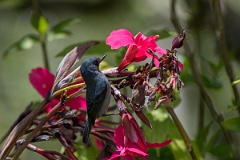 DPPhotography - Costa rica - Slaty flowerpiercer - F