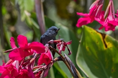 DPPhotography - Costa rica - Slaty flowerpiercer - G
