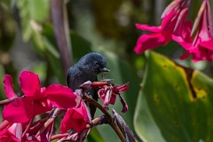 DPPhotography - Costa rica - Slaty flowerpiercer - H