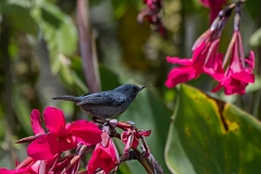 DPPhotography - Costa rica - Slaty flowerpiercer - I