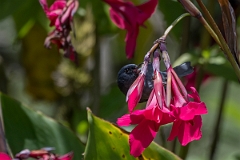 DPPhotography - Costa rica - Slaty flowerpiercer - J