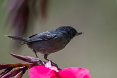 DPPhotography - Costa rica - Slaty flowerpiercer - K