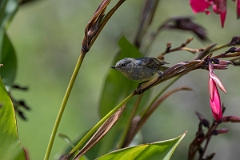 DPPhotography - Costa rica - Slaty flowerpiercer - L