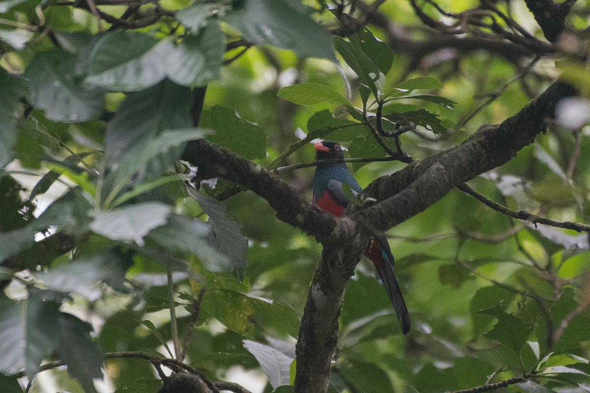 DPPhotography - Costa rica - Slaty-tailed trogon - C.jpg - Slaty-tailed trogon - Tortuguero, Costa Rica