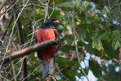 DPPhotography - Costa rica - Slaty-tailed trogon - B