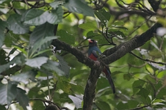 DPPhotography - Costa rica - Slaty-tailed trogon - C