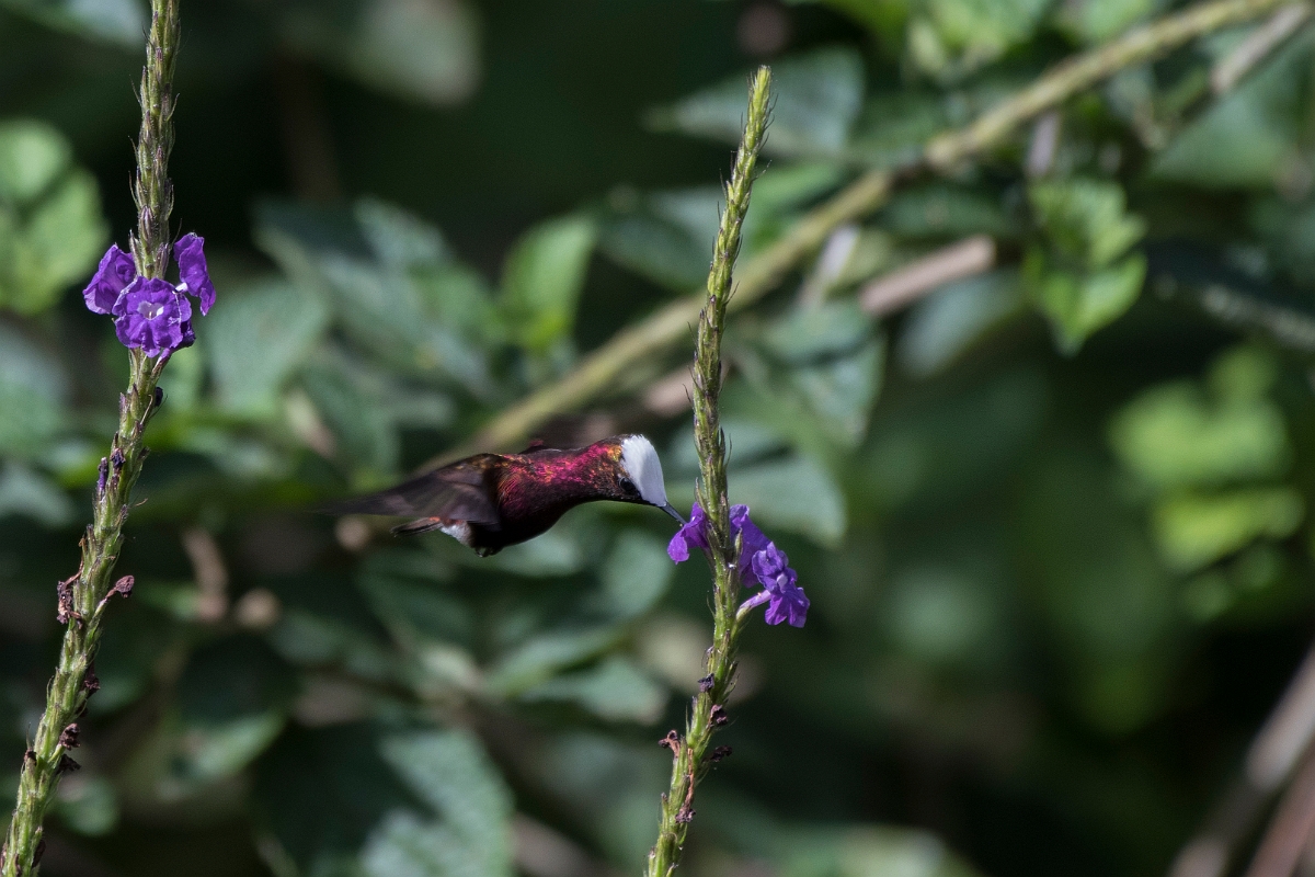 DPPhotography - Costa rica - Snowcap - B.jpg - Snowcap, male - Rancho Naturalista, Costa Rica