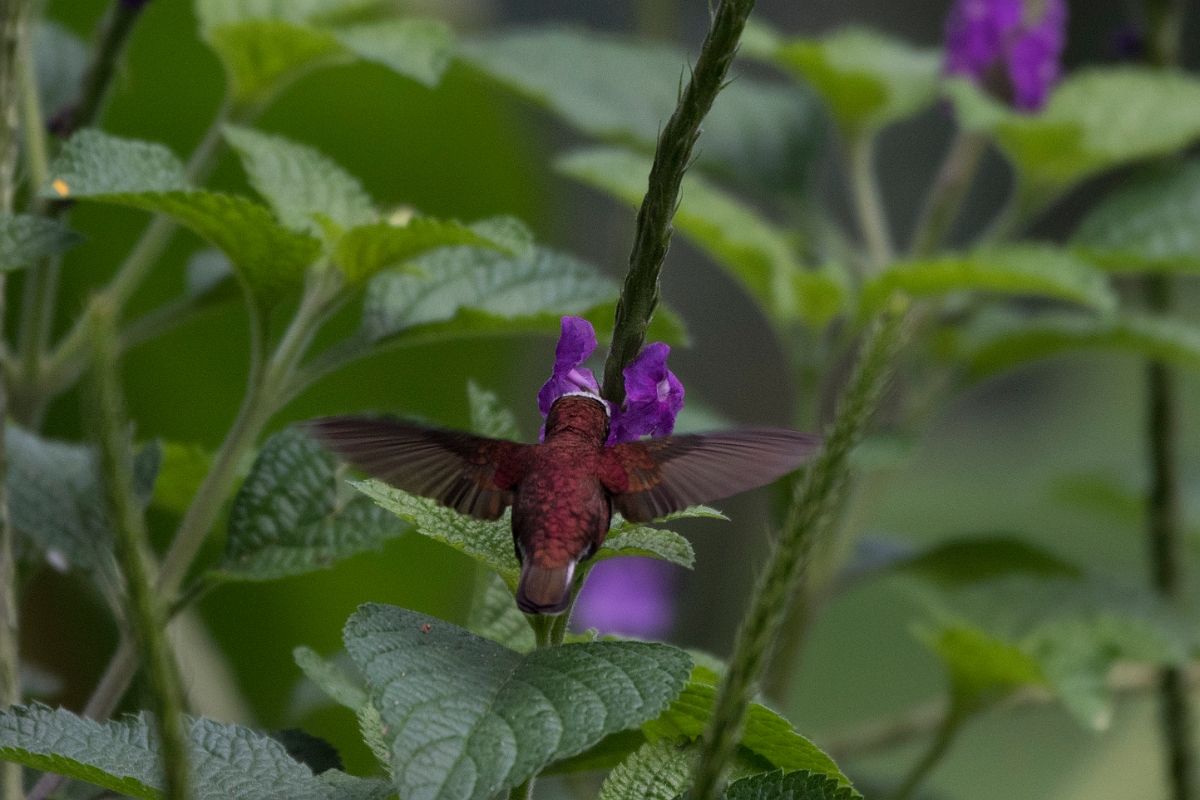 DPPhotography - Costa rica - Snowcap - K.jpg - Snowcap, male - Rancho Naturalista, Costa Rica