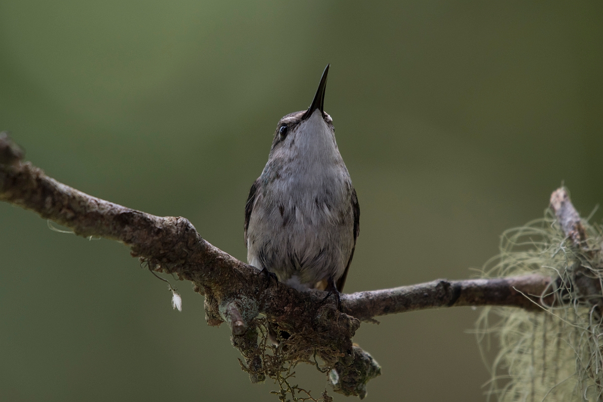 DPPhotography - Costa rica - Snowcap - R.jpg - Snowcap, female - Rancho Naturalista, Costa Rica