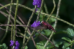DPPhotography - Costa rica - Snowcap - A