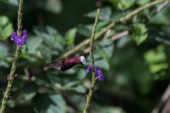 DPPhotography - Costa rica - Snowcap - B