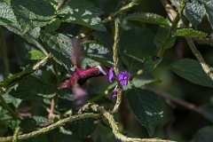 DPPhotography - Costa rica - Snowcap - C