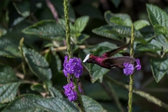 DPPhotography - Costa rica - Snowcap - D