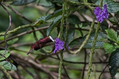 DPPhotography - Costa rica - Snowcap - E