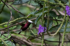 DPPhotography - Costa rica - Snowcap - F