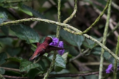 DPPhotography - Costa rica - Snowcap - G