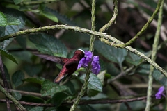 DPPhotography - Costa rica - Snowcap - H