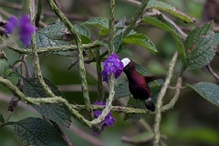 DPPhotography - Costa rica - Snowcap - I