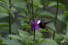 DPPhotography - Costa rica - Snowcap - J