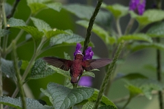 DPPhotography - Costa rica - Snowcap - K