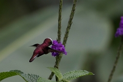 DPPhotography - Costa rica - Snowcap - L