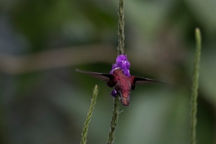 DPPhotography - Costa rica - Snowcap - M